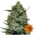 Cookies Kush - Barney's Farm